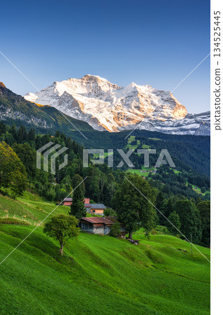 Jungfrau peak with rustic chalet on hillside in Wengen mountain village 134525445