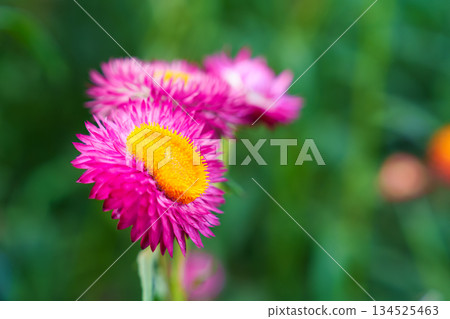 Straw flower or Everlasting Daisy flower blooming in the garden on springtime Straw flower or Everlasting Daisy flower blooming in the garden on springtime 134525463