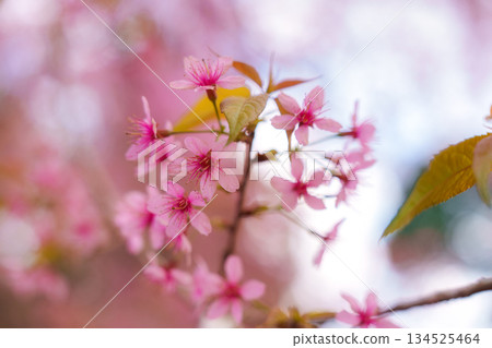 Wild himalayan cherry tree with pink flower blooming in springtime Wild himalayan cherry tree with pink flower blooming in springtime 134525464