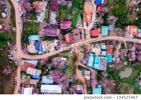 Rural village with wild himalayan cherry blooming in countryside at Ban Rong Kla 134525467