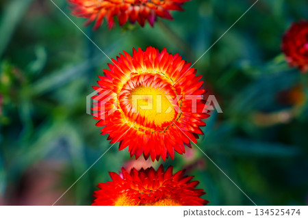 Vivid Strawflower blooming in natural garden Vivid Strawflower blooming in natural garden 134525474