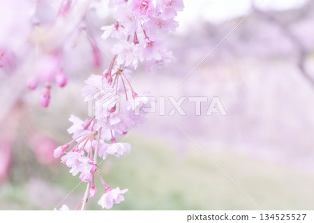 一棵美麗的垂枝櫻花樹的特寫,背景柔和。 一棵美麗的垂枝櫻花樹的特寫,背景柔和。 134525527