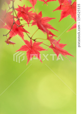 Smooth bright green background of bright red maple leaves 134525535