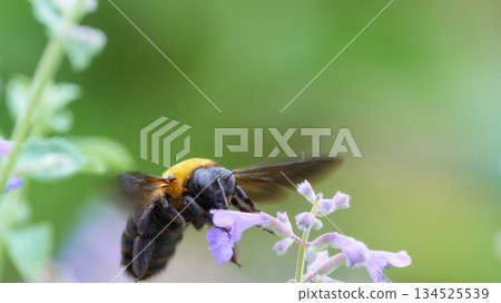 A cute purple Nepeta flower and a flying carpenter bee A cute purple Nepeta flower and a flying carpenter bee 134525539