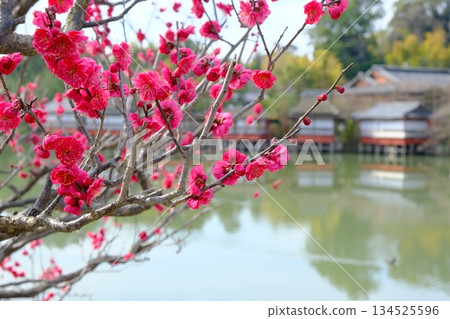 初春時節,八丈池的梅花盛開。 初春時節,八丈池的梅花盛開。 134525596