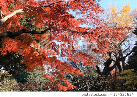 老古河花園日本庭院 老古河花園日本庭院 134525634