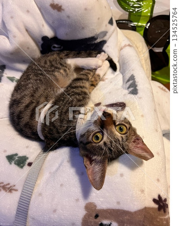 The adorable tabby cat is relaxing on the blanket. The adorable tabby cat is relaxing on the blanket. 134525764