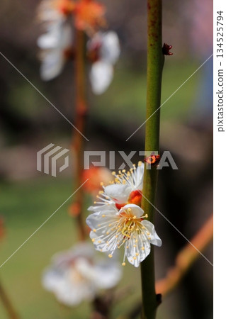 white plum blossom white plum blossom 134525794