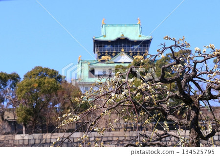 The castle tower seen from among the plum blossoms The castle tower seen from among the plum blossoms 134525795