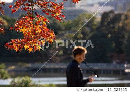 秋日的城市景觀,濱離宮花園的落葉繽紛,背景中有人正在看智慧型手機。 秋日的城市景觀,濱離宮花園的落葉繽紛,背景中有人正在看智慧型手機。 134525815