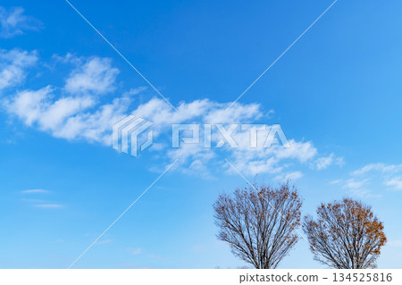 Winter sky, clouds and trees 134525816