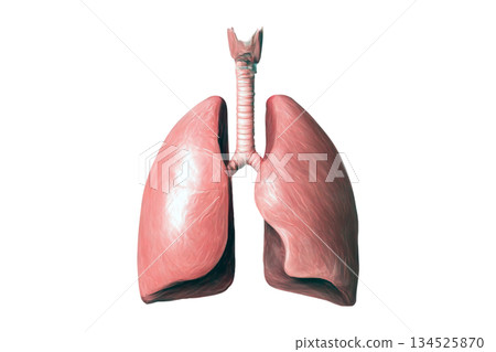 Detailed 3D Illustration of Human Lungs and Bronchial Tubes Highlighting Respiratory System Anatomy for Medical, Healthcare, and Educational Use 134525870