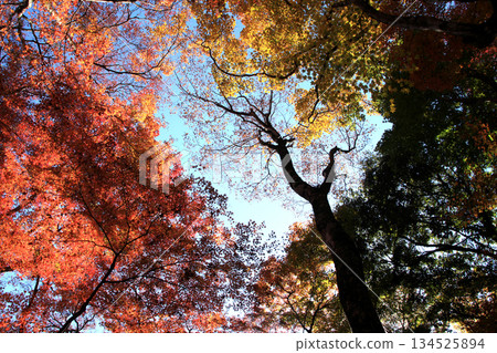 大分縣著名賞楓勝地四暮公園的景色 134525894