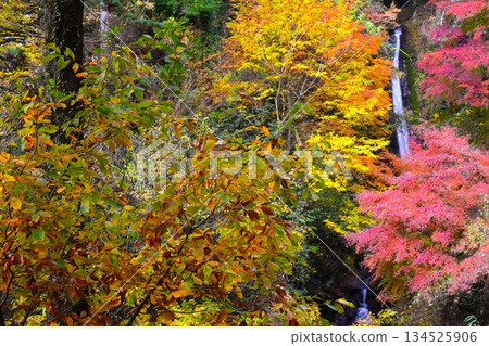 秩父華嚴瀑布(埼玉縣美濃町)的秋葉 秩父華嚴瀑布(埼玉縣美濃町)的秋葉 134525906