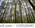 Straight trees in the forest - A forest landscape that gives you a sense of nature and healing 134526045