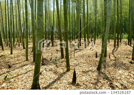 京都西山區的秋竹 134526187