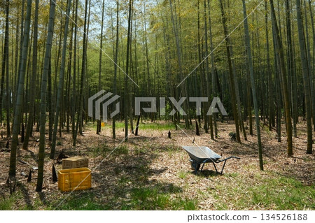 京都西山地區的秋季竹編作品 134526188