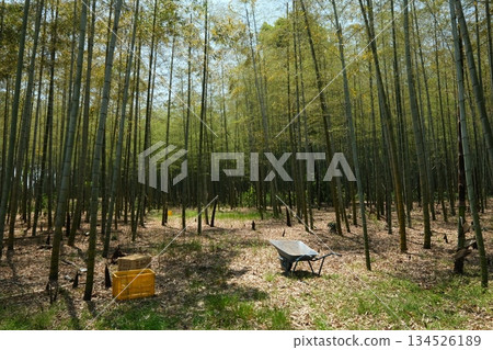 京都西山地區的秋季竹編作品 134526189