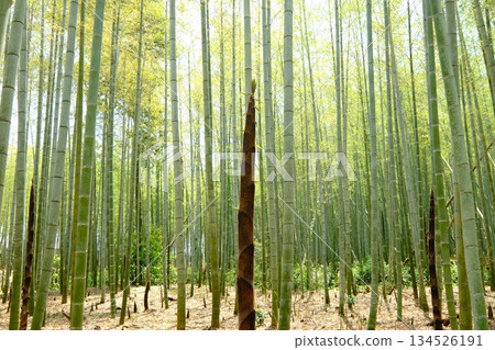京都西山區的秋竹 京都西山區的秋竹 134526191