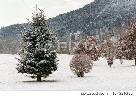 Snow on golf course landscape in winter with forest in background, copy space 134526356