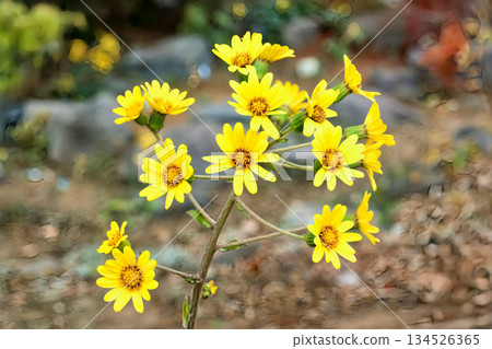 公園鮮花 134526365