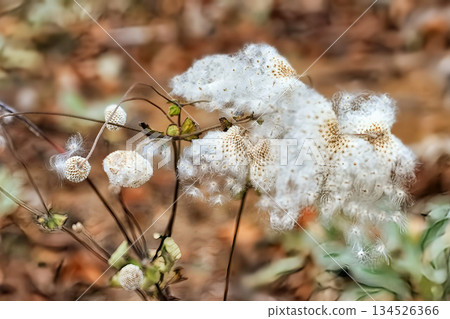 公園鮮花 公園鮮花 134526366