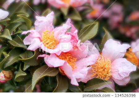 公園的花壇 公園的花壇 134526396