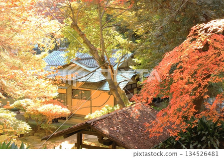 古河庭園舊址、日式庭園、茶室 古河庭園舊址、日式庭園、茶室 134526481