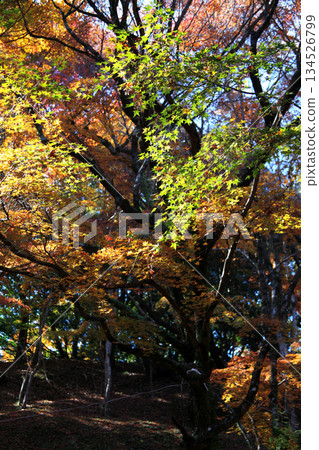 Scenery of Yojaku Park, a famous autumn foliage spot in Oita Prefecture 134526799