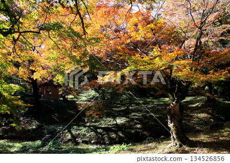 大分縣著名賞楓勝地四暮公園的景色 大分縣著名賞楓勝地四暮公園的景色 134526856