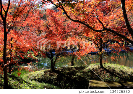 大分縣著名賞楓勝地四暮公園的景色 大分縣著名賞楓勝地四暮公園的景色 134526880