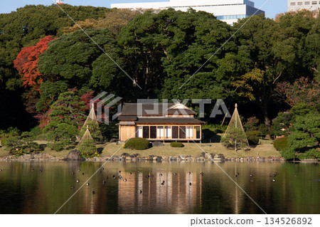 濱離宮庭園的池塘與茶室,秋葉與寧靜的日式庭園景色 1 濱離宮庭園的池塘與茶室,秋葉與寧靜的日式庭園景色 1 134526892