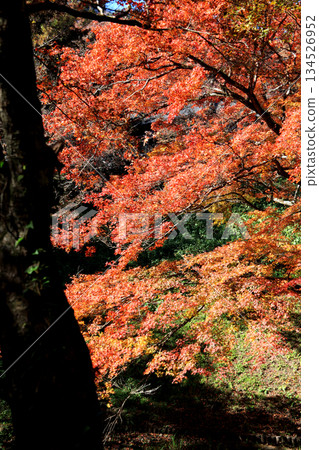 Scenery of Yojaku Park, a famous autumn foliage spot in Oita Prefecture 134526952