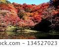 Scenery of Yojaku Park, a famous autumn foliage spot in Oita Prefecture 134527023