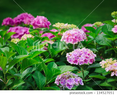 Pink Hydrangeas Blooming in a Backyard Garden. Beautiful cluster of blooming pink hydrangeas brightens green lawn Pink Hydrangeas Blooming in a Backyard Garden. Beautiful cluster of blooming pink hydrangeas brightens green lawn 134527051