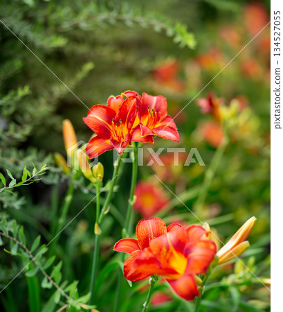 Orange and Yellow Daylilies in Bloom. Bright orange and yellow daylily flowers bloom Orange and Yellow Daylilies in Bloom. Bright orange and yellow daylily flowers bloom 134527055