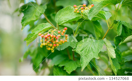 Unripe red viburnum berries in late summer. Wild guelder rose Viburnum Unripe red viburnum berries in late summer. Wild guelder rose Viburnum 134527068