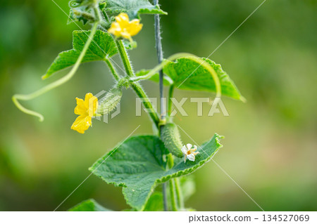 A tiny cucumber forming at the base of a yellow flower on a vine, captured in macro detail with a soft green natural background. A tiny cucumber forming at the base of a yellow flower on a vine, captured in macro detail with a soft green natural background. 134527069