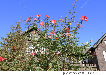 前古河花園西式建築 134527110