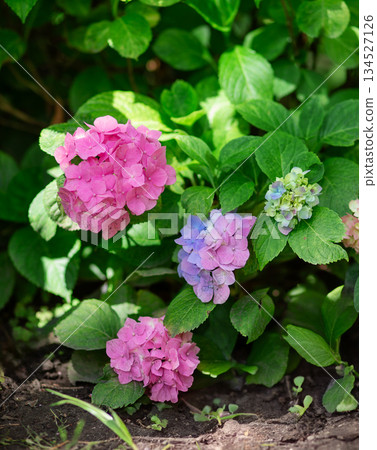 Pink Hydrangeas Blooming in a Backyard Garden. Beautiful cluster of blooming pink Pink Hydrangeas Blooming in a Backyard Garden. Beautiful cluster of blooming pink 134527126