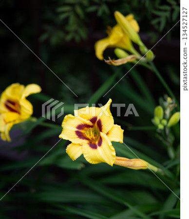 Orange and Yellow Daylilies in Bloom. Bright orange and yellow daylily flowers  134527127