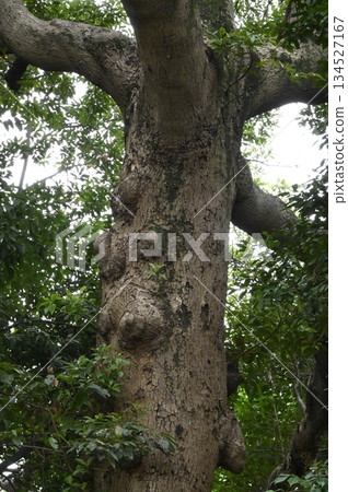 The thick, rugged trunk of a thunbergia thunbergii The thick, rugged trunk of a thunbergia thunbergii 134527167