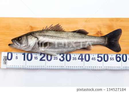 Suzuki (Sea Bass) Fish Measuring Tape 134527184