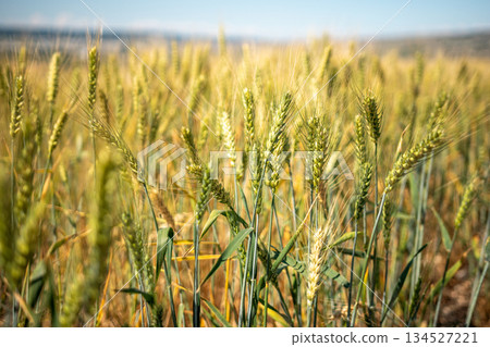 A field of wheat is shown in the image A field of wheat is shown in the image 134527221
