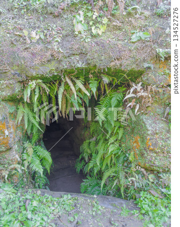 Tonkararin, a plant growing on stone walls Tonkararin, a plant growing on stone walls 134527276