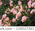 Roses in full bloom 134527361