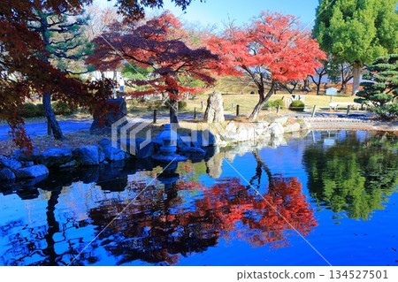 [Kyoto Prefecture] Autumn leaves at Shoryuji Castle Park on a clear day 134527501