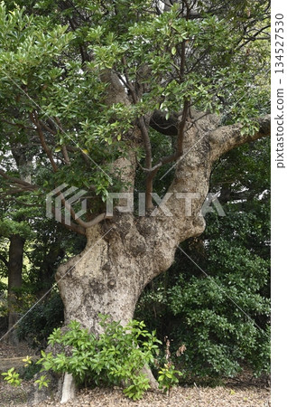 Old Machilus tree Old Machilus tree 134527530