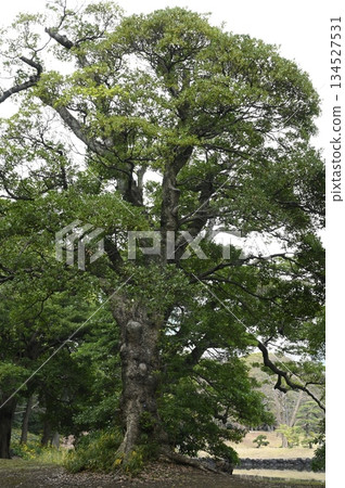 Old Machilus tree 134527531