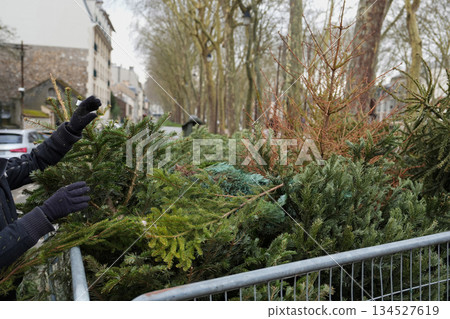 A man is throwing away Christmas trees behind the fence A man is throwing away Christmas trees behind the fence 134527619